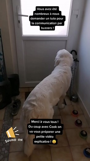OK !! On vous prépare un tuto ! Merci les copains ! ☺️🐾#dogtraining #goldenretrieverlife #cleverdog #buzzer #tutorial #dogcommunication