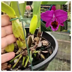 Corte de percivaliana Rubra Venosa "Blackout" 2.200,00 Planta única Vendas no whatsapp 27993091062 | Orquídario e Meliponário Bella's Orquideas