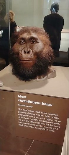 Meet Paranthropus boisei at the Smithsonian Museum of Natural History pt 2