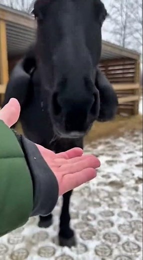 I Pet a Black Pegasus… Then It Spread Its Wings 😳🖤