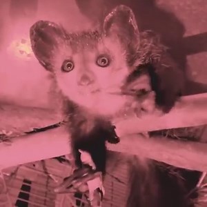 Behold the majestic aye-aye. | San Diego Zoo