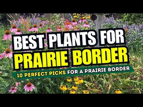 Top 10 Plants for a GORGEOUS Prairie Border // CREATE A PRAIRIE OASIS 🌾✨