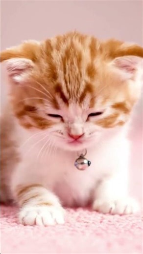 FLUFFY KITTEN - SLEEPY #cat #catcute #fluffy #kitten