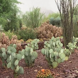 Ah the smell of creosote is in the air 🌿 How did you spend this rainy desert day? 🌧 | Desert Botanical Garden