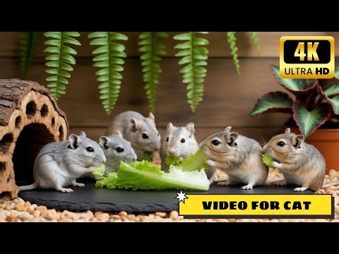 Cat TV Mouse: Cat Chases Mouse on TV Screen | Ultimate Mice Hide & Seek 3 hour 4K 60fps