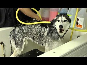 Mishka Sings in the Shower! - Siberian Husky Bath