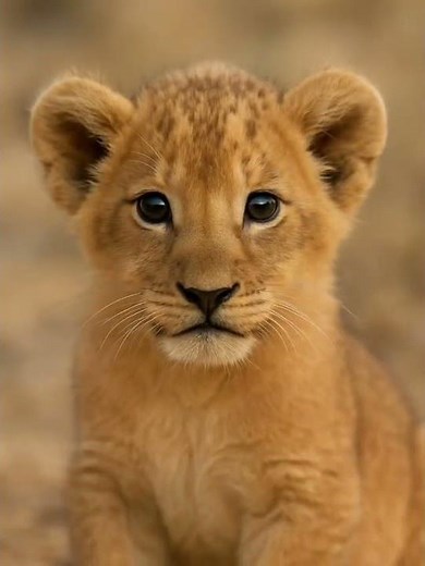 "Lion Family Bonding – Father, Mother & Baby Cubs""Adorable Lion Cubs Exploring the Jungle"