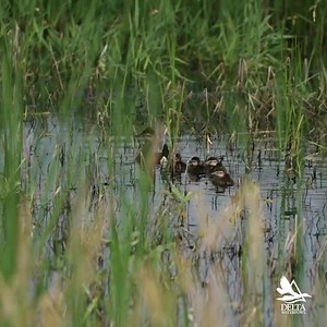 There's more to wetlands and duck habitat than meets the eye. https://deltawaterfowl.org/million-duck-campaign/ #MillionDuckCampaign #MakeAnImpact #DuckHunters | Delta Waterfowl Foundation