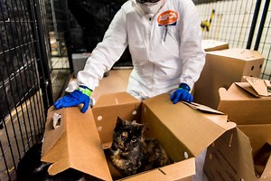 BIRD FLU LEAVING CATS IN "ZOMBIE-LIKE" STATE. ASPCA volunteers from San Diego flew across the country to help more than 500 cats suffering with "H7N2." The shelters are so overwhelmed, a warehouse was needed to help house the sick felines. The concern now is, could it spread? On 10News at 11, volunteers tell Bree Steffen the virus is so contagious - they had to destroy the clothing they wore under their hazmat suits. | 10News – ABC San Diego KGTV