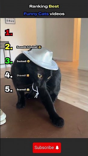 Ranking best funny cats videos (wait for #1) #Cat #Shorts