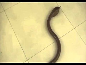 Eztec Radio Controlled King Cobra Snake Toy - Brown - Suitable for Ages 6 and Up