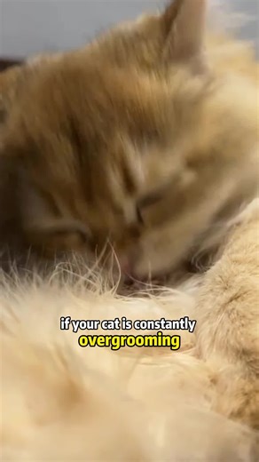 How to Promote Your Cat's Gut Health
