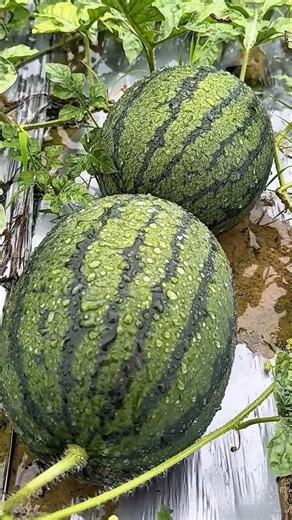 Enjoy watermelon farm in the countryside #watermelon #farm
