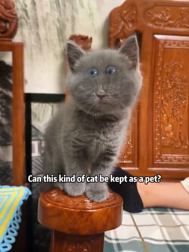 Can You Keep These Cats as Pets? Breed Guide