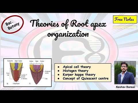 Theories of Root apex organization || Bsc || Free PDF notes || by VEX