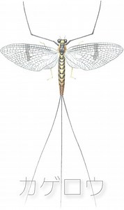 カゲロウ (Mayfly)