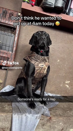 Funny Dog Buford Refuses to Wake Up at 4 AM