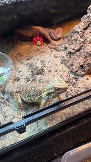Birdie the Bearded Dragon's Snack Time