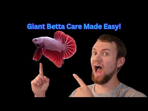 Giant/King Betta Care (Tankmates, water parameters and more!)