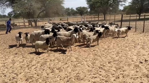 NEW LABOUR REQUIREMENTS HIGHLIGHT NEED FOR FAIR PAY FOR CATTLE HERDERS AND DOMESTIC WORKERS IN NAMIBIA By Thomas Shilumbu - Okahao, Thursday, 4 December 2025 Namibia's new labour regulations continue to spark important national conversations about fair compensation of all categories of workers, including cattle herders, domestic workers, and other employees in rural and urban households. The updated provisions of the Labour Act emphasize that every employee must be paid fairly, lawfully, and in 