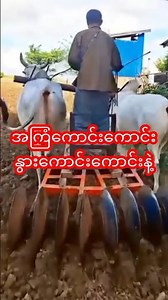 နွားကောင်းရင် စမ်းကြည့်ပါ