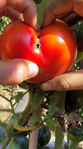 Tomato Thumper #meme #humor #funny #jokes #laugh | Jonny Englsh