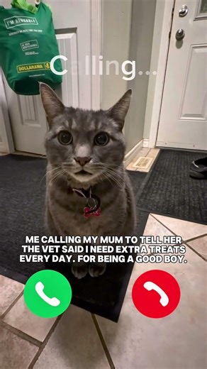 Cute cat calling mum for treats #cat #shorts