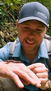 888K views · 6.6K reactions | Have you ever seen anything like this? #bravewilderness #wildlife #nature | Brave Wilderness | Facebook