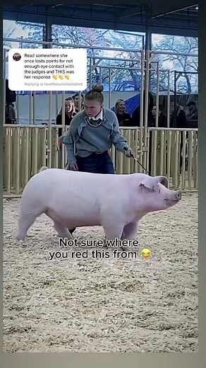 Intense Pig Showing: Understanding the Eye Contact Phenomenon