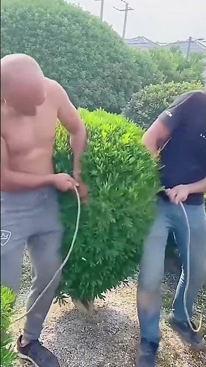 Shaping process of landscape shrubs with ropes