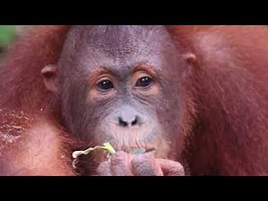 The Orangutans of Borneo - Sepilok Orangutan Rehabilitation Centre
