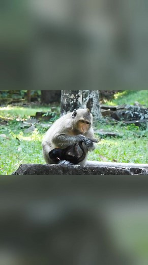 Reel created from [Monkey Vila Taking Care Her Newborn Baby] | Story History | Facebook