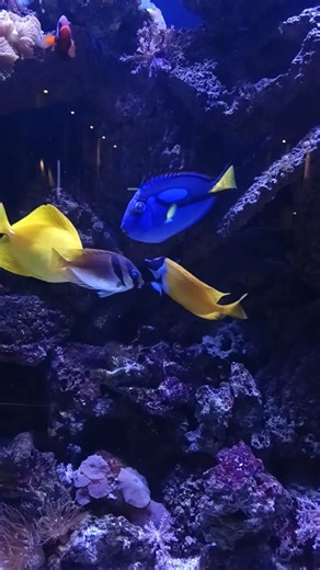 Nemo & Dory 🐟🐠 in Cineplex, Toronto