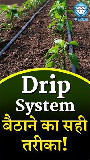 The best way to install Drip System #education #facts #farming #kheti #agriculture #explore #shorts