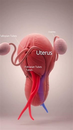 3D Female Reproductive System – Quick Anatomy Overview”