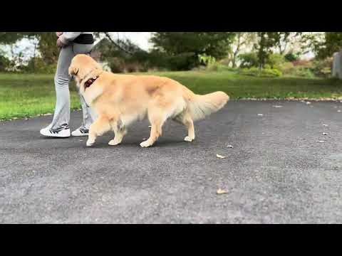 PUPS - Training an energetic pulling Golden Retriever pup
