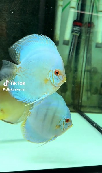 Blue Cobalt Discus Fish Care Guide