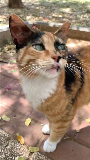 A very hungry and vocal calico cat meowing for food