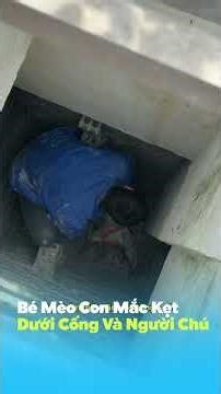 Bé Mèo Con Mắc Kẹt Dưới Cống Và Người Chú Không Bỏ Cuộc