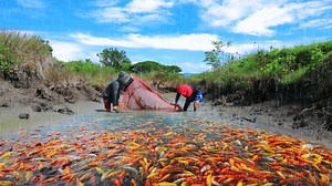 12K views · 931 reactions | MUD POND MASSIVE HARVEST | Dexter's World | Facebook