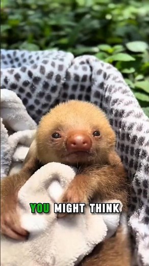 The Walking Ecosystems 🦥🌳 Sloths!