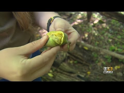 What Is A Pawpaw? What You Need To Know About The Fruit That Thrives In Maryland