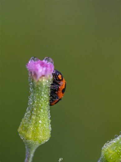 Macro Photography Techniques with Sony a6400