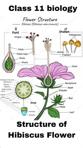 Class 11 Biology: Parts of a Flower | Hibiscus Flower Structure #shorts #hibiscusflower