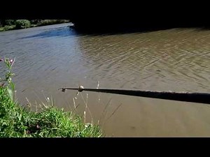 5 Carp in 7 minutes at Brafferton on the paste