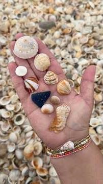 Found an epic shell pile on the East Coast of Florida #shelling #beach #floridashells #seashells