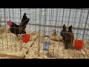 SERAMA CHICKEN SHOW - Table Top and Bench Top Shows