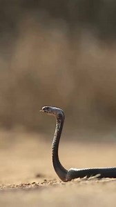 Spitting Cobra | The Toxic Sprayer #cobra #snake #facts #documentary #knowledge #foryou | Nature Lens