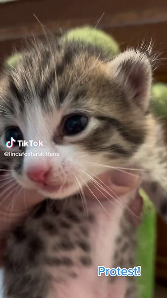 Linda fosters kittens on TikTok