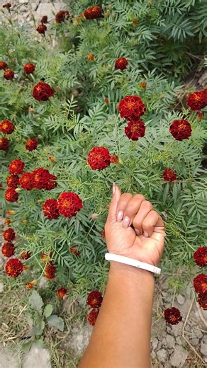 Asian beetles you've never seen #anyuniqueanimals #beetle#insects #beautifulinsectsyugh77😄😆🤫